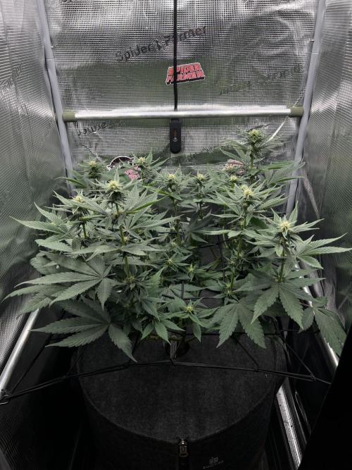 FastBuds - Tropicana Cookies FF. Week 8