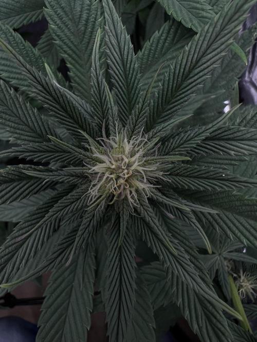 FastBuds - Tropicana Cookies FF. Week 8
