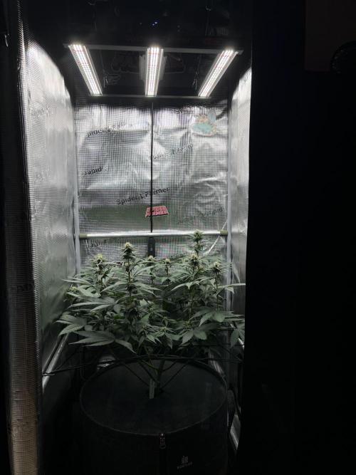 FastBuds - Tropicana Cookies FF. Week 8
