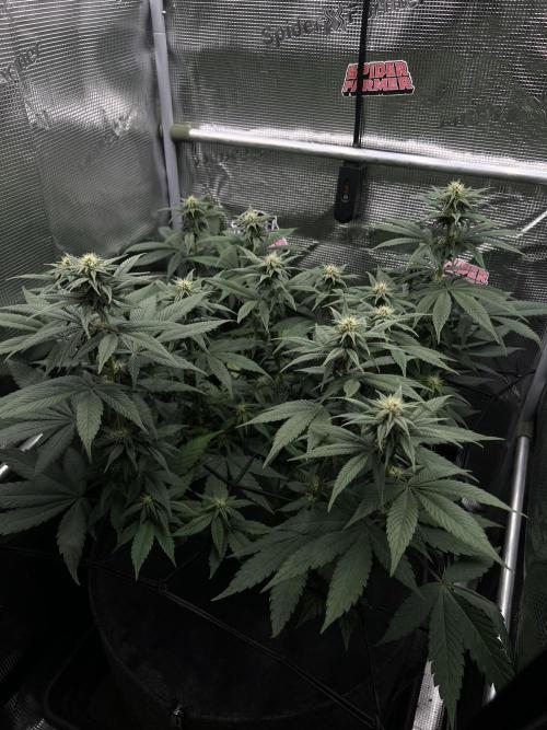 FastBuds - Tropicana Cookies FF. Week 8