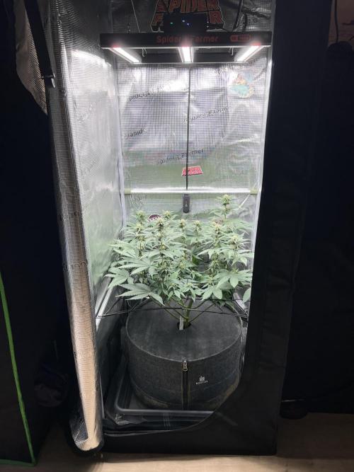 FastBuds - Tropicana Cookies FF. Week 8