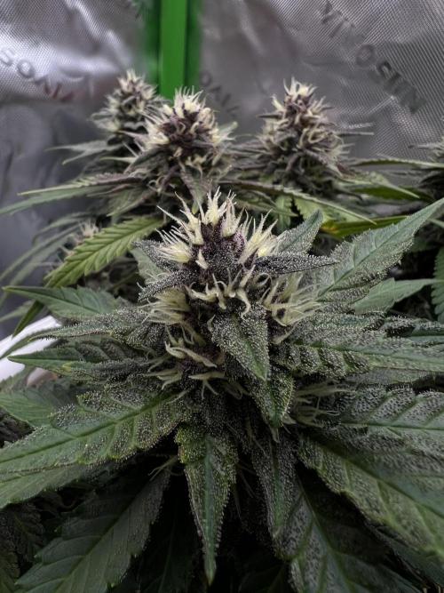 Fast Buds - Purple Haze Auto. Week 8