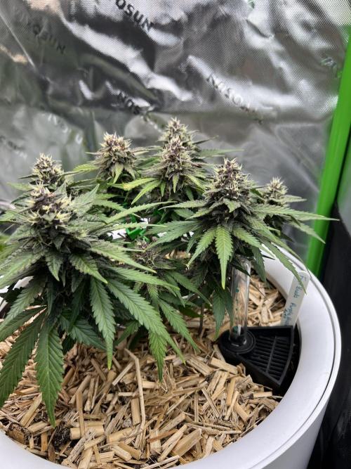 Fast Buds - Purple Haze Auto. Week 8