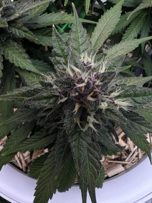 Fast Buds - Purple Haze Auto. Week 8