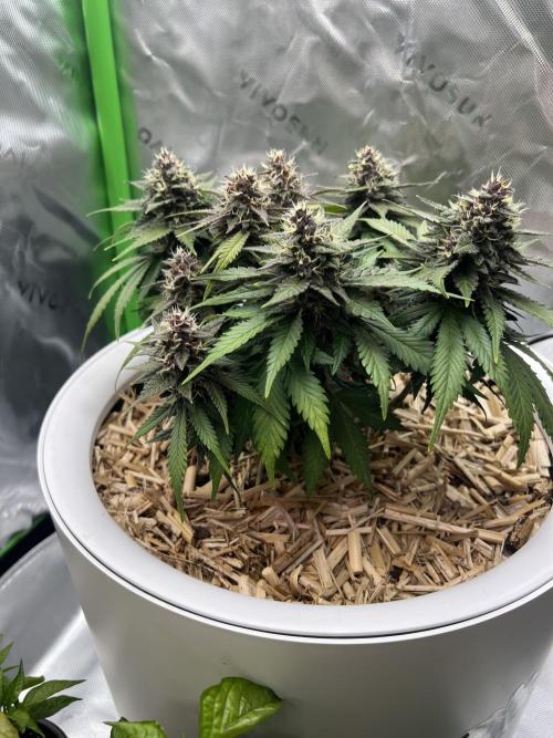 Fast Buds - Purple Haze Auto. Week 8