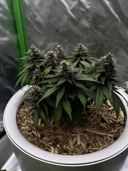 Fast Buds - Purple Haze Auto. Week 8