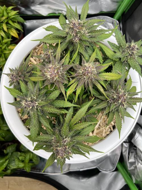 Fast Buds - Purple Haze Auto. Week 8