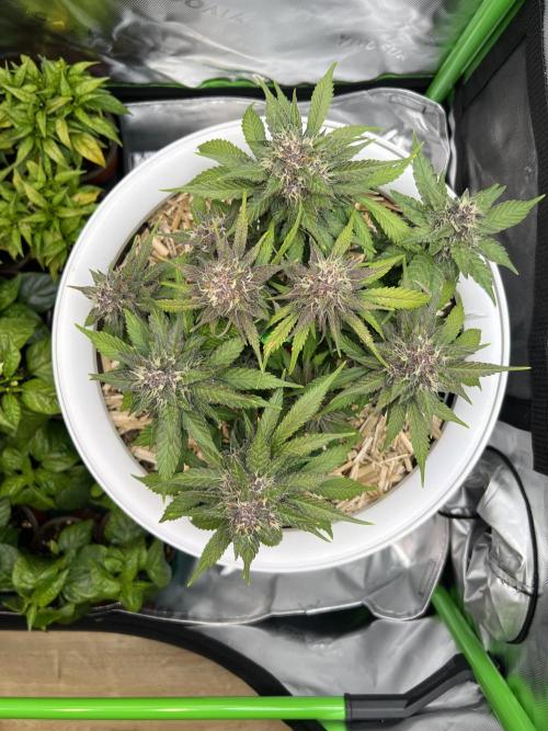 Fast Buds - Purple Haze Auto. Week 8