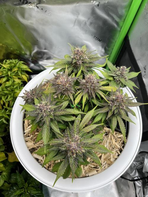 Fast Buds - Purple Haze Auto. Week 9