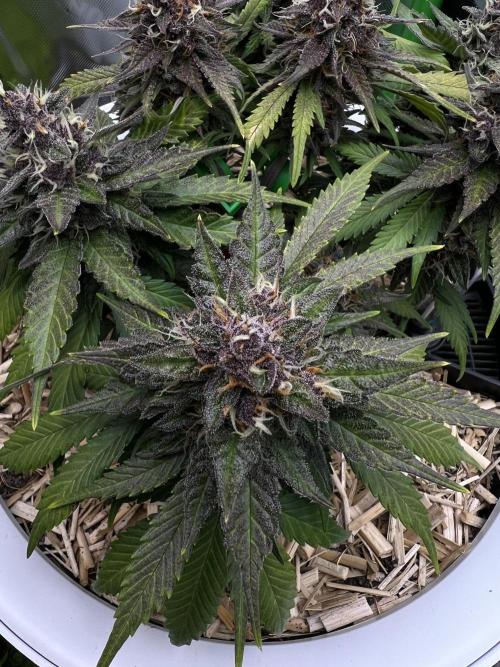 Fast Buds - Purple Haze Auto. Week 9