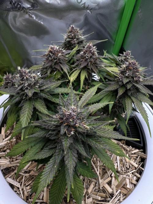Fast Buds - Purple Haze Auto. Week 9