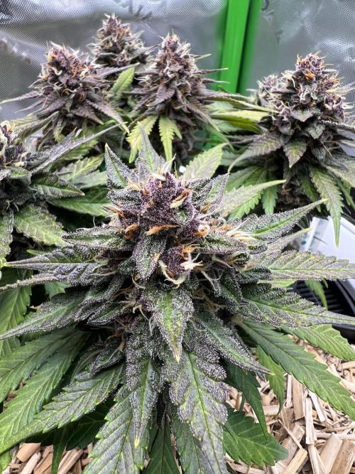 Fast Buds - Purple Haze Auto. Week 9