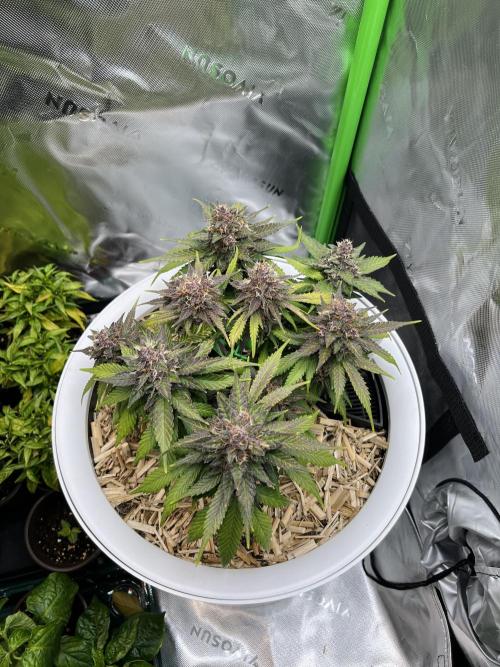 Fast Buds - Purple Haze Auto. Week 9
