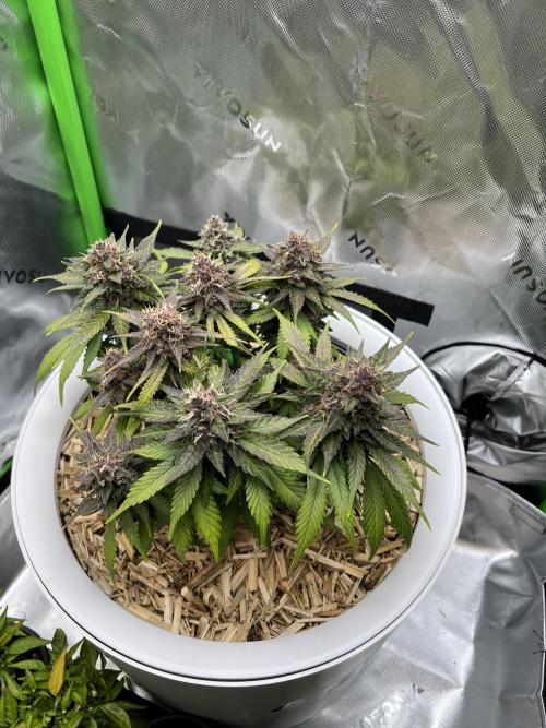 Fast Buds - Purple Haze Auto. Week 9