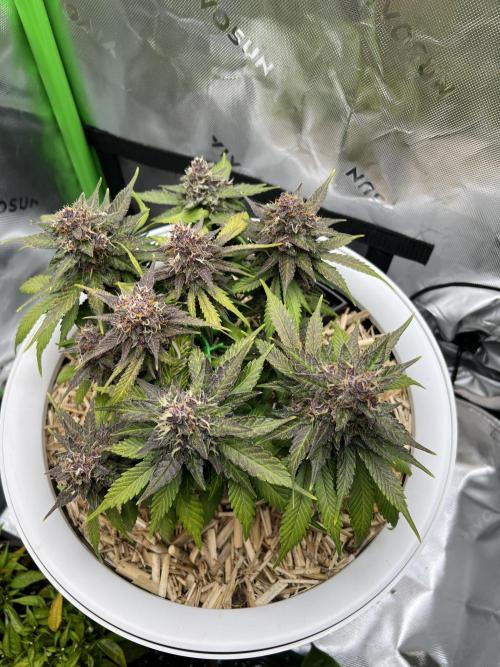 Fast Buds - Purple Haze Auto. Week 9
