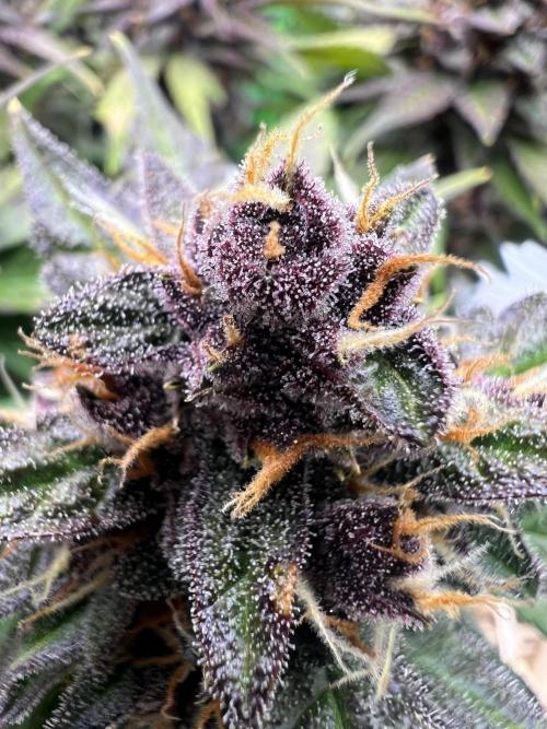 Fast Buds - Purple Haze Auto. Week 9