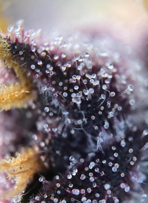 Fast Buds - Purple Haze Auto. Week 9