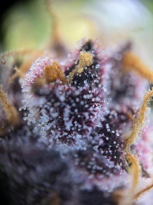 Fast Buds - Purple Haze Auto. Week 9