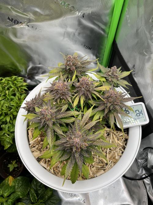 Fast Buds - Purple Haze Auto. Week 9