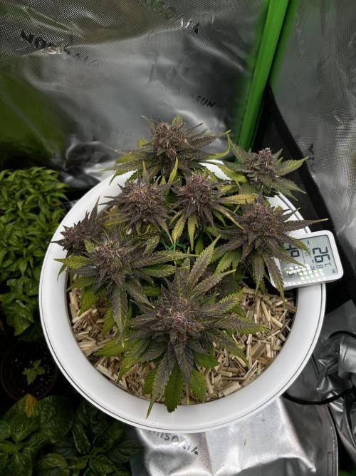 Fast Buds - Purple Haze Auto. Week 9