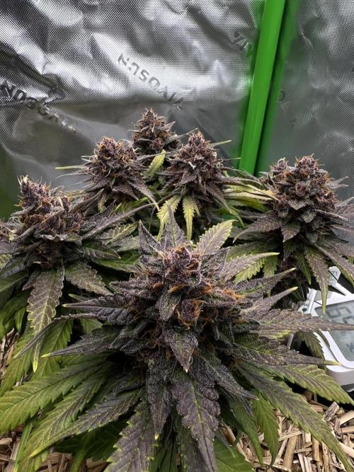 Fast Buds - Purple Haze Auto. Week 10
