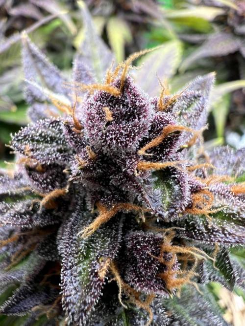 Fast Buds - Purple Haze Auto. Week 10