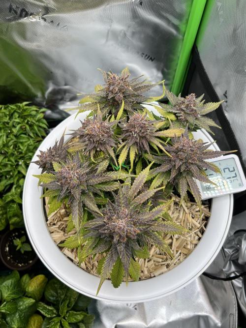 Fast Buds - Purple Haze Auto. Week 10