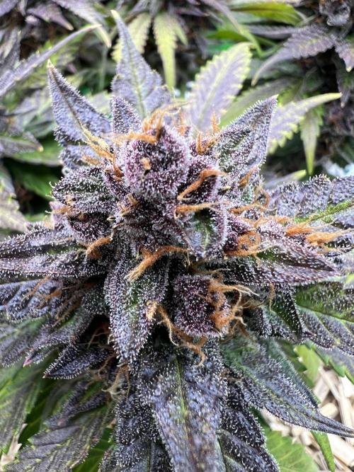 Fast Buds - Purple Haze Auto. Week 10