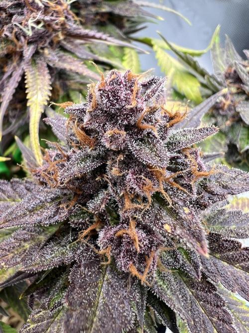 Fast Buds - Purple Haze Auto. Week 10