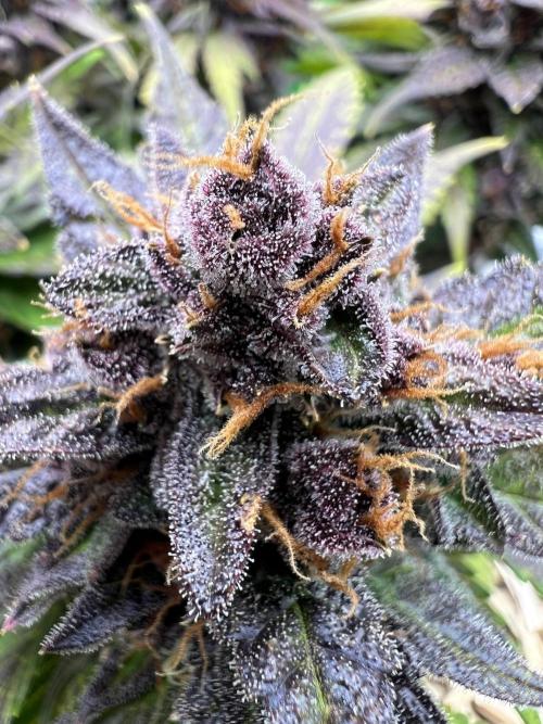 Fast Buds - Purple Haze Auto. Week 10