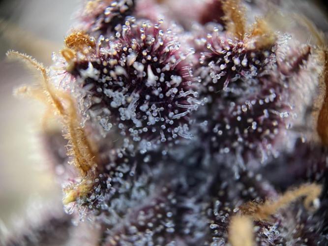 Fast Buds - Purple Haze Auto. Week 10