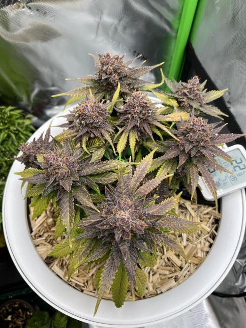 Fast Buds - Purple Haze Auto. Week 10
