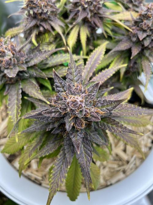 Fast Buds - Purple Haze Auto. Week 10