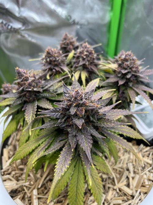 Fast Buds - Purple Haze Auto. Week 10