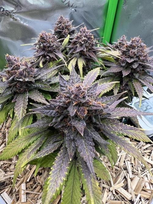 Fast Buds - Purple Haze Auto. Week 10