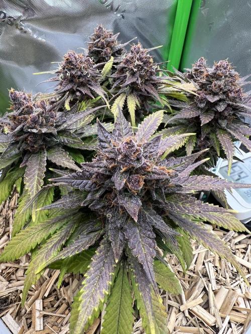Fast Buds - Purple Haze Auto. Week 10