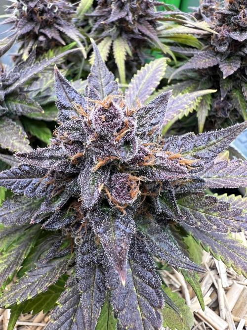 Fast Buds - Purple Haze Auto. Week 10