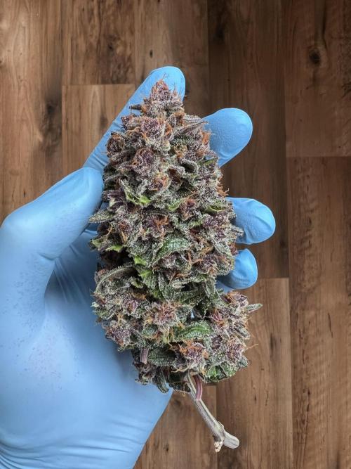 Fast Buds - Purple Haze Auto. Week 11
