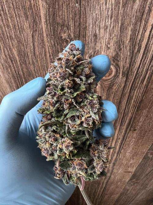 Fast Buds - Purple Haze Auto. Week 11