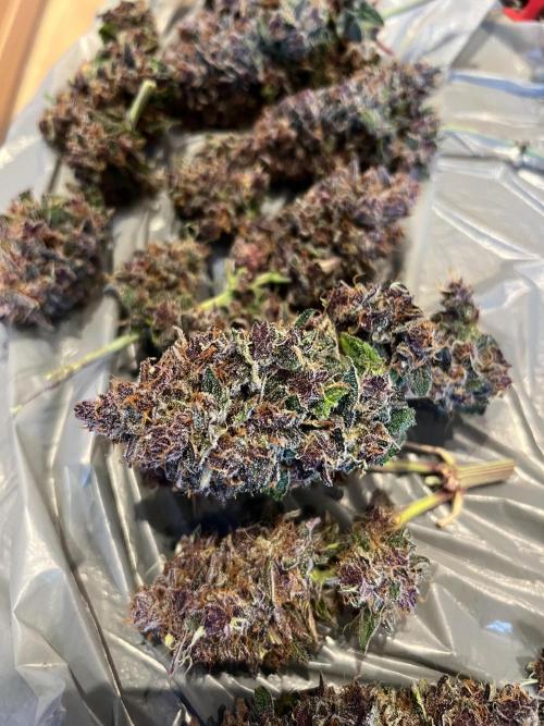 Fast Buds - Purple Haze Auto. Week 11