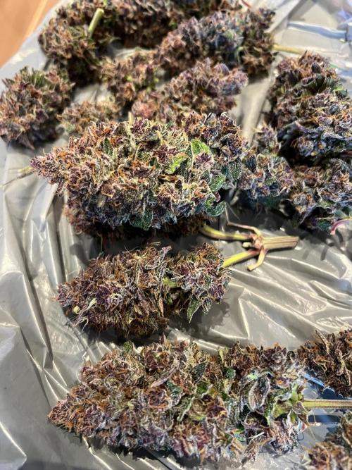 Fast Buds - Purple Haze Auto. Week 11