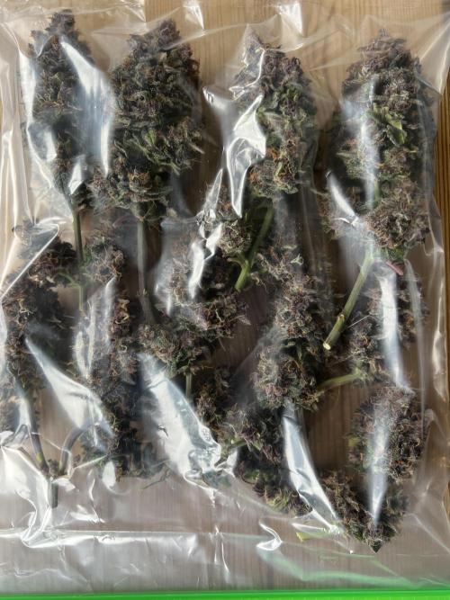 Fast Buds - Purple Haze Auto. Week 11