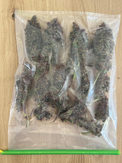 Fast Buds - Purple Haze Auto. Week 11