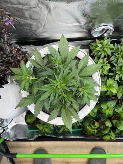 GoodGenetix | Thundae-G Auto. Week 3