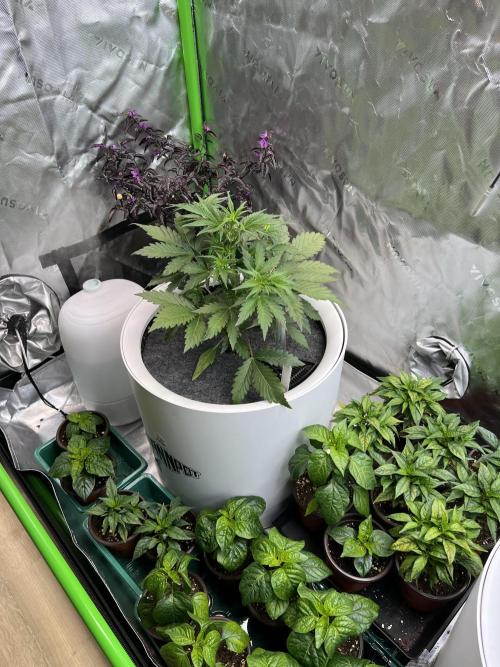 GoodGenetix | Thundae-G Auto. Week 3