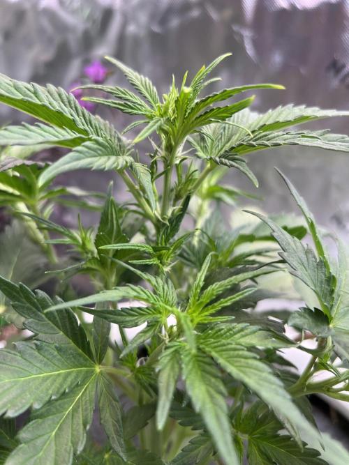 GoodGenetix | Thundae-G Auto. Week 3