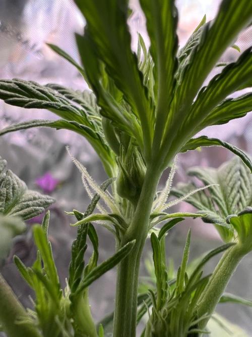 GoodGenetix | Thundae-G Auto. Week 3