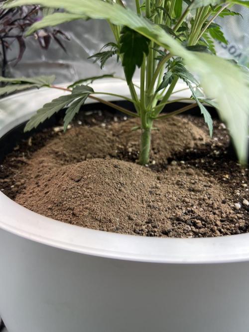 GoodGenetix | Thundae-G Auto. Week 3