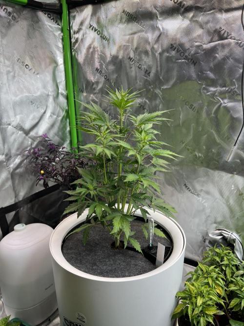 GoodGenetix | Thundae-G Auto. Week 3