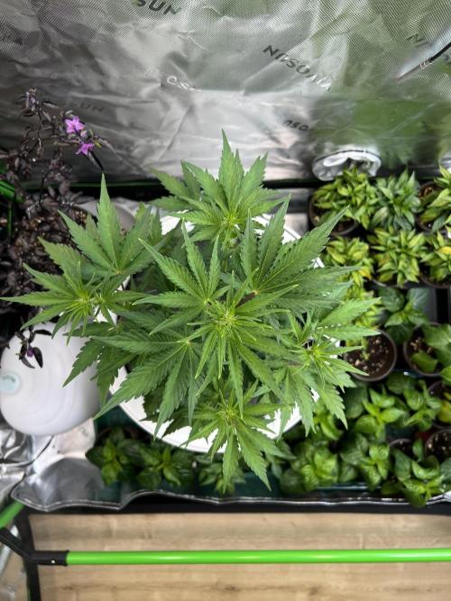 GoodGenetix | Thundae-G Auto. Week 3